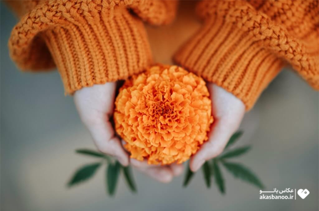 ترکیب بندی در عکاسی 